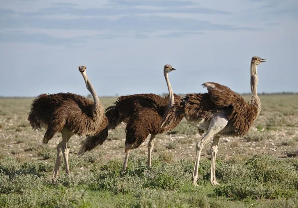 Three ostriches standing in a grassy plain under a cloudy sky.