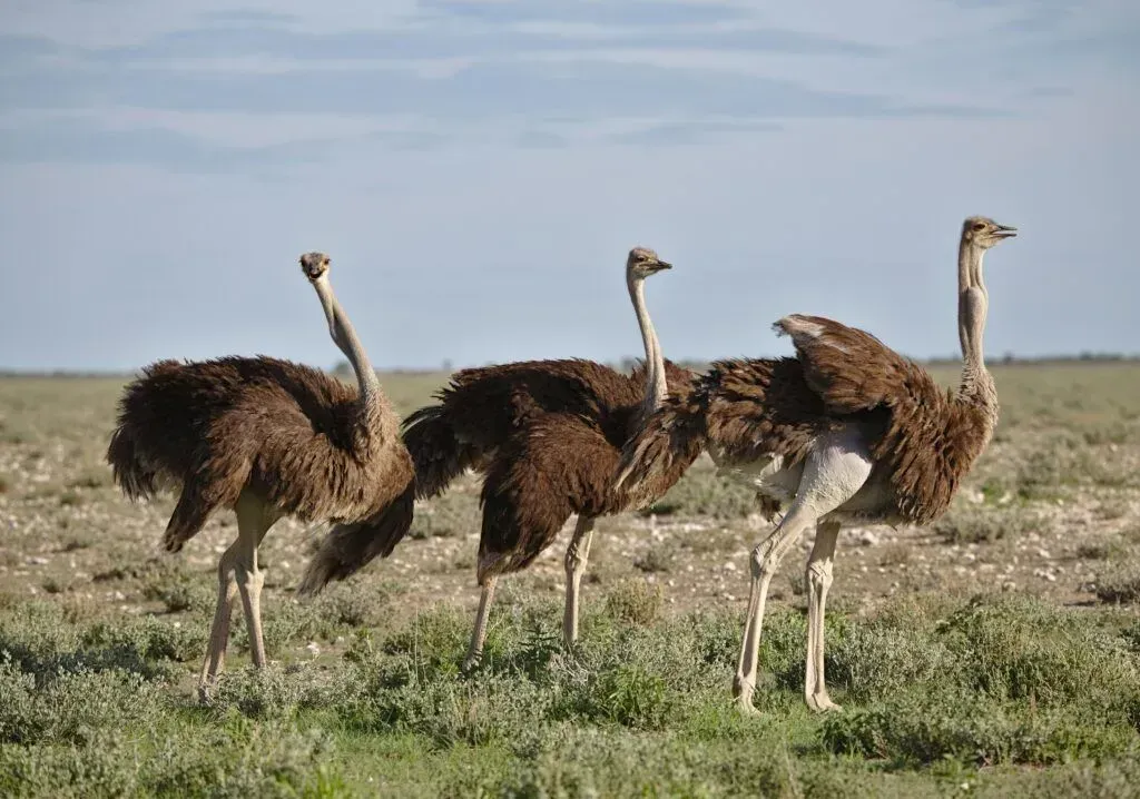 Three ostriches standing in a grassy field under a cloudy sky