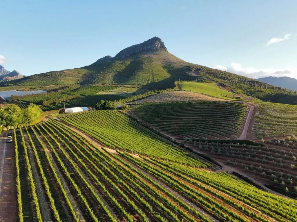 Sunlit terraced vineyard on a hillside with a sharp mountain peak in the background