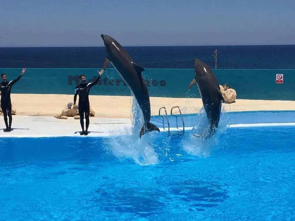 Two dolphins leaping from a bright blue pool with trainers beside them and the ocean in the background