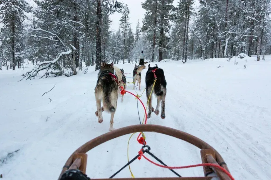 Dog sled team racing through a snowy forest trail, viewed from the sled.