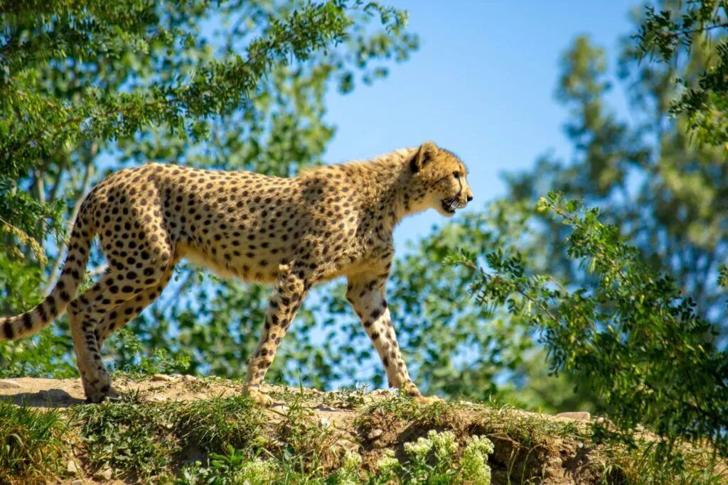 Cheetah walking along a rocky ledge with green trees in the background under a blue sky