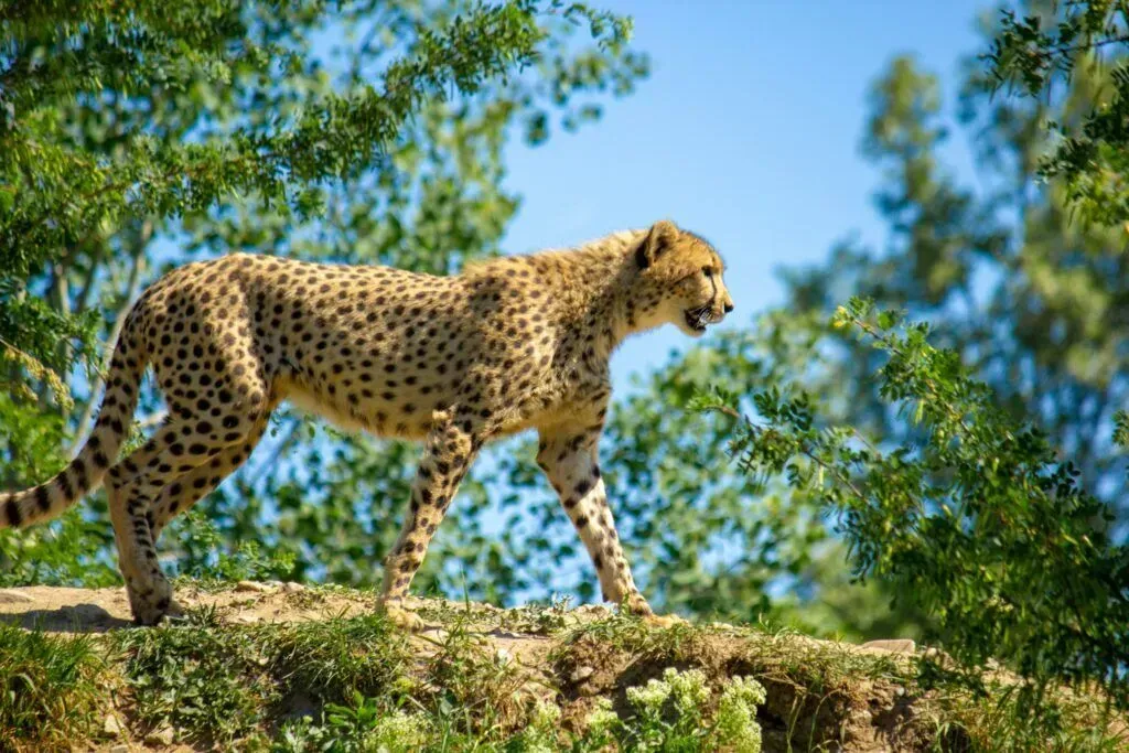 Cheetah walking on a rocky ledge with green trees and blue sky in the background