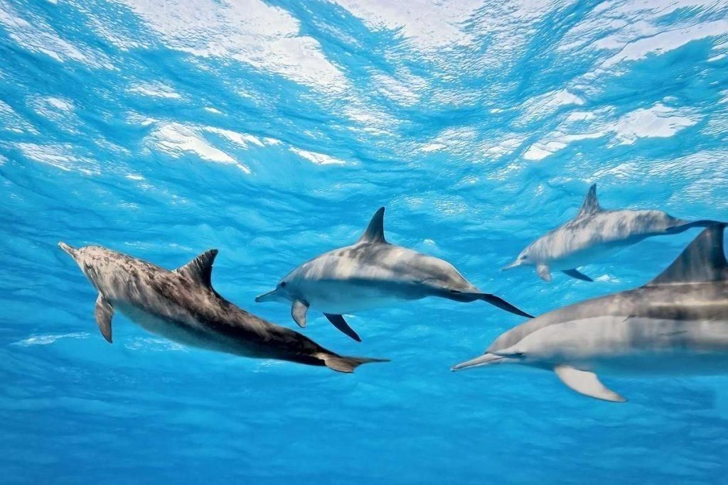 Four dolphins swimming underwater in bright blue ocean water