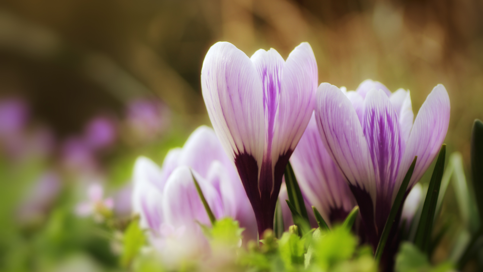 Pink flowers