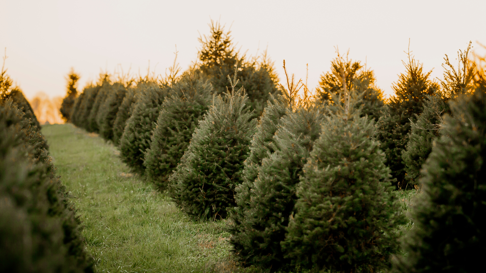 Small Christmas Trees