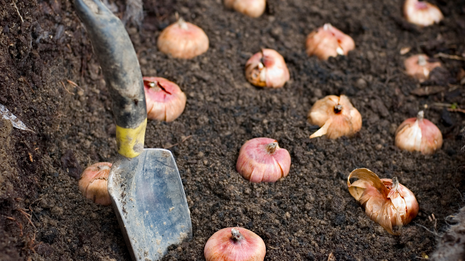 Flower bulbs