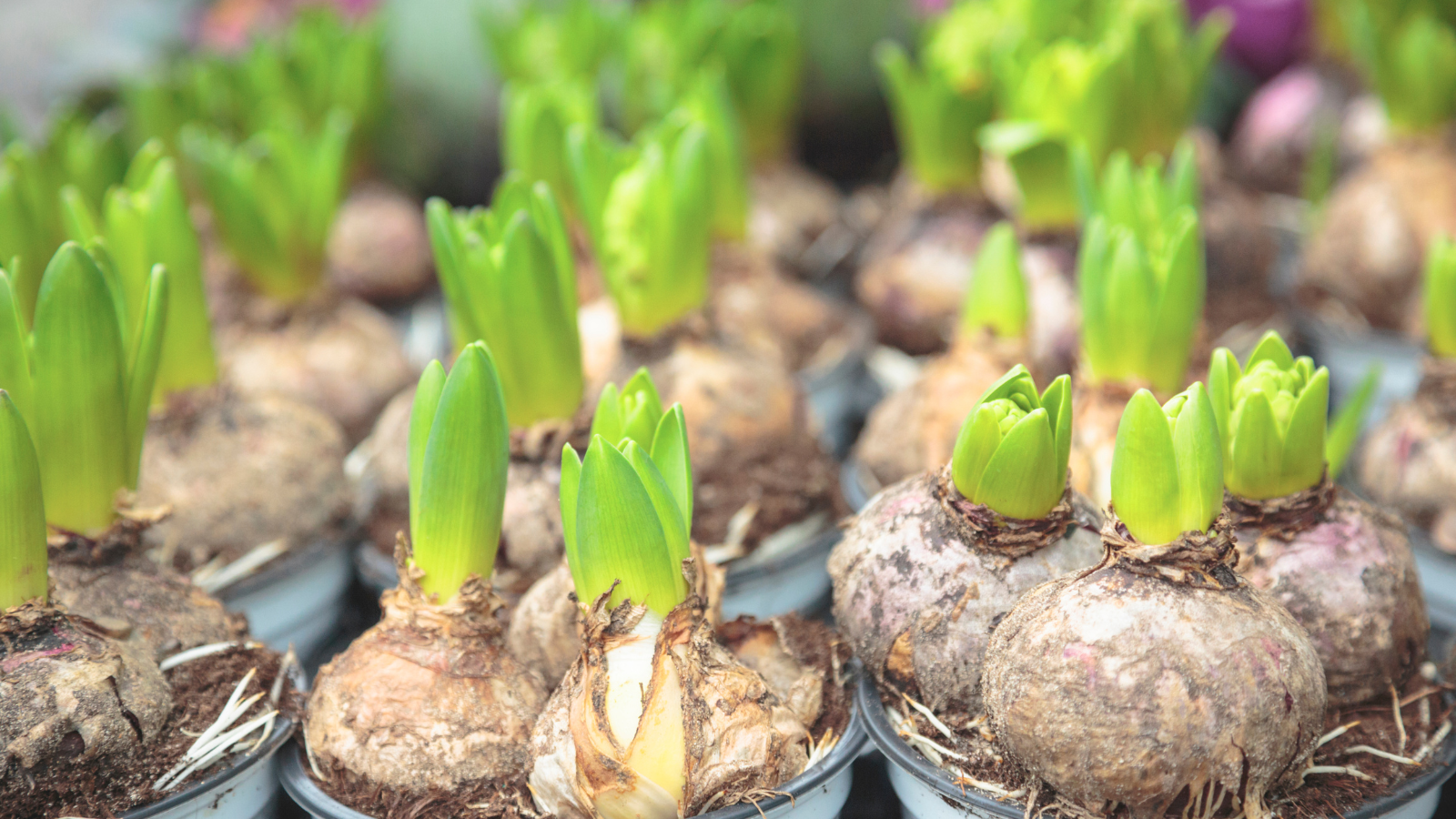 Hyacinth bulbs showing healthy early spring growth - growing flower bulbs at home