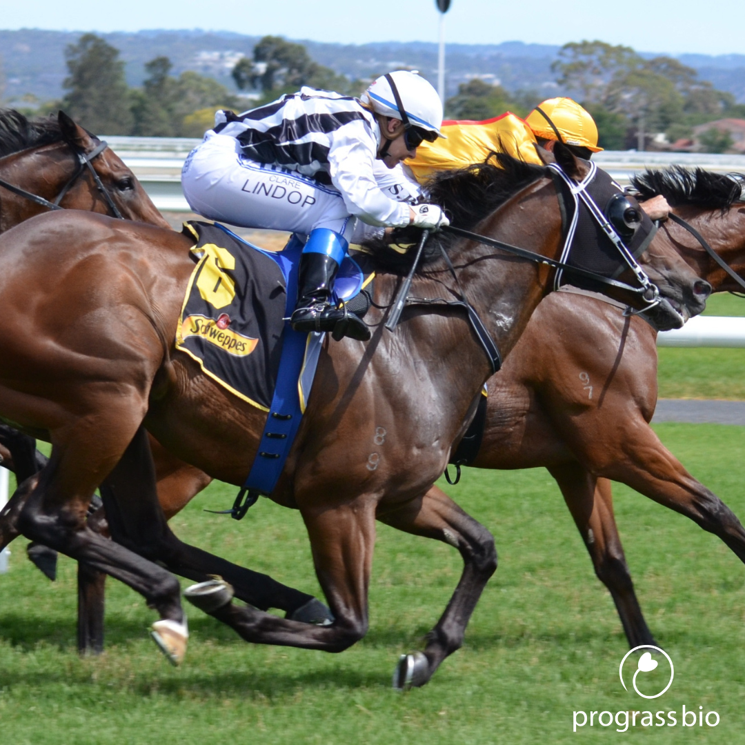 Racehorses neck and neck