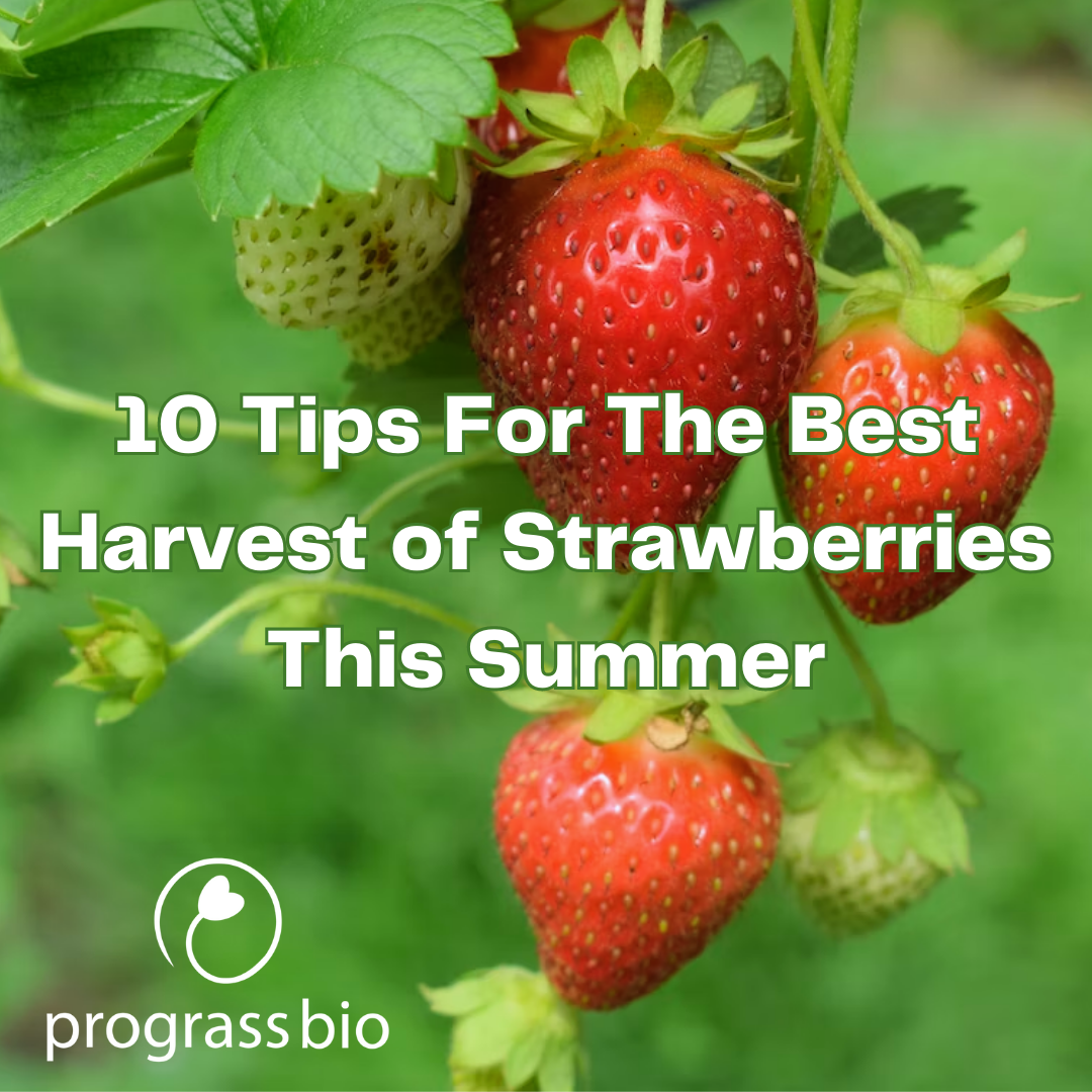 Ripening strawberries