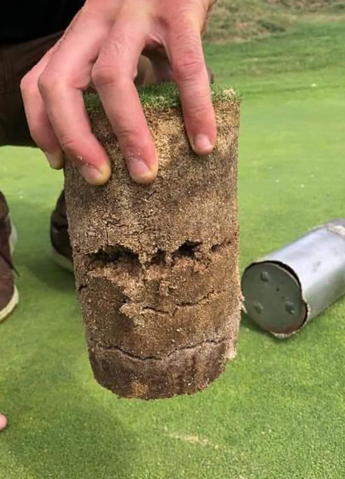 Buy Promote biostimulant Soil core sample showing deep root development achieved using Promote biostimulant on a golf green