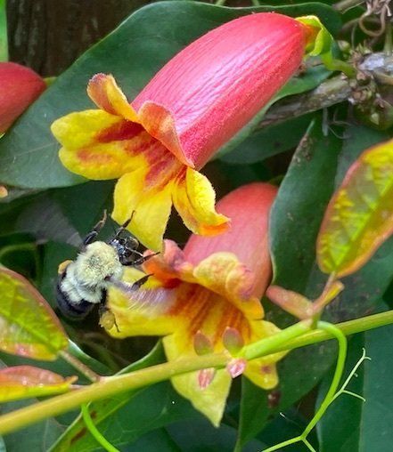 bee on cross vine