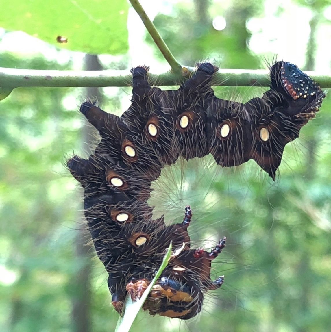 caterpillar