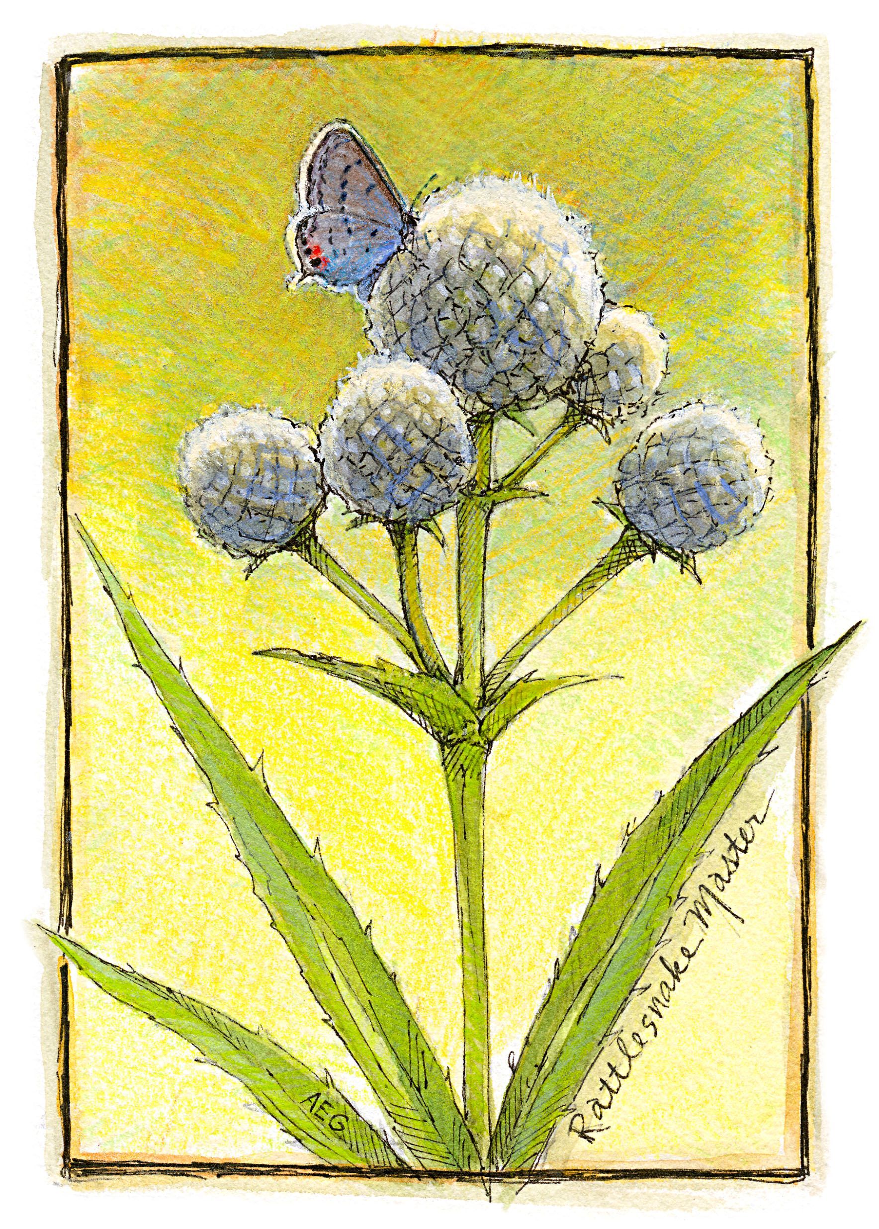rattlesnake plant painting