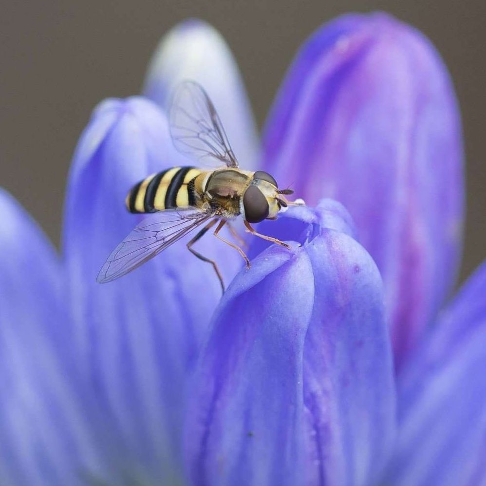 sweat bee on blue flower