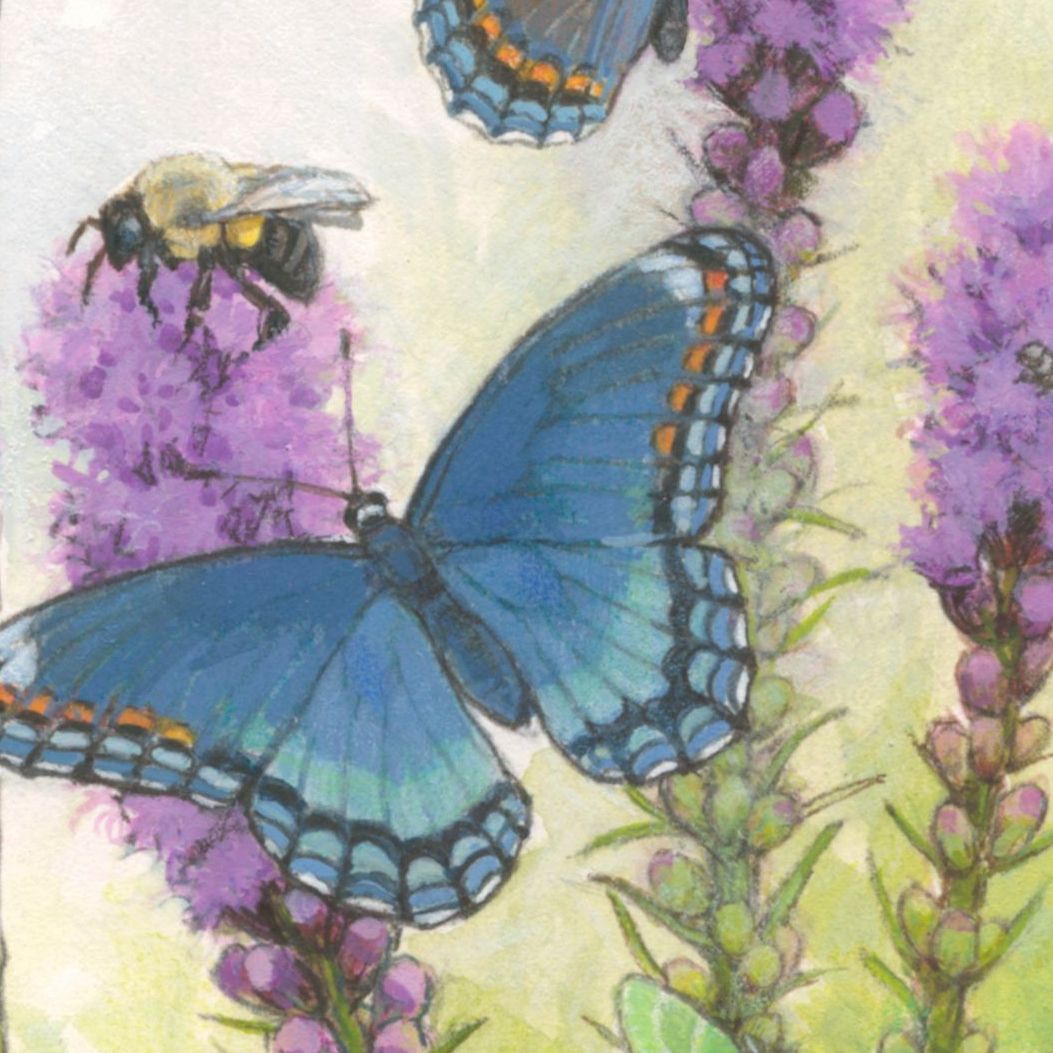 blue butterfly