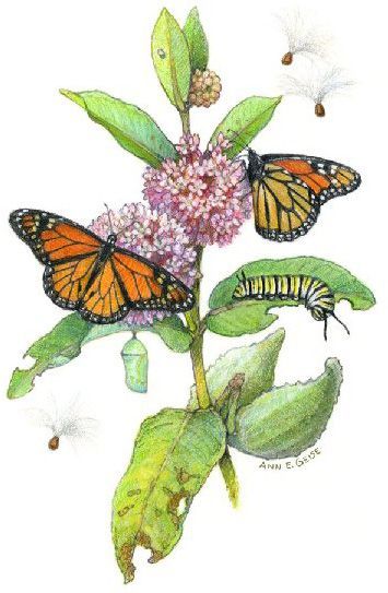 milkweed painting with butterflys