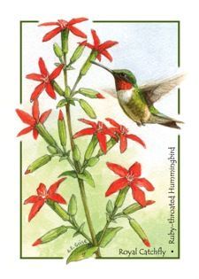 royal catch fly with hummingbird painting