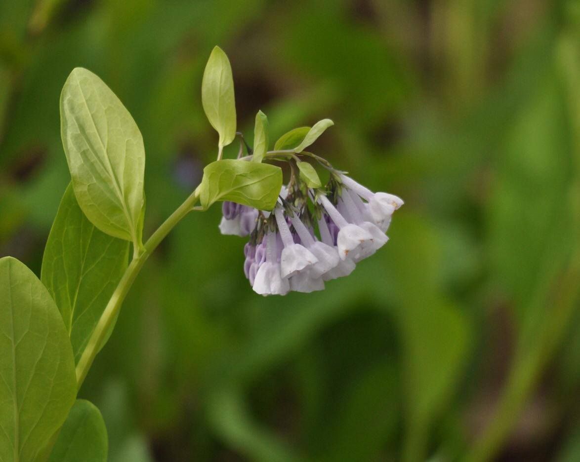 lavender colored flower