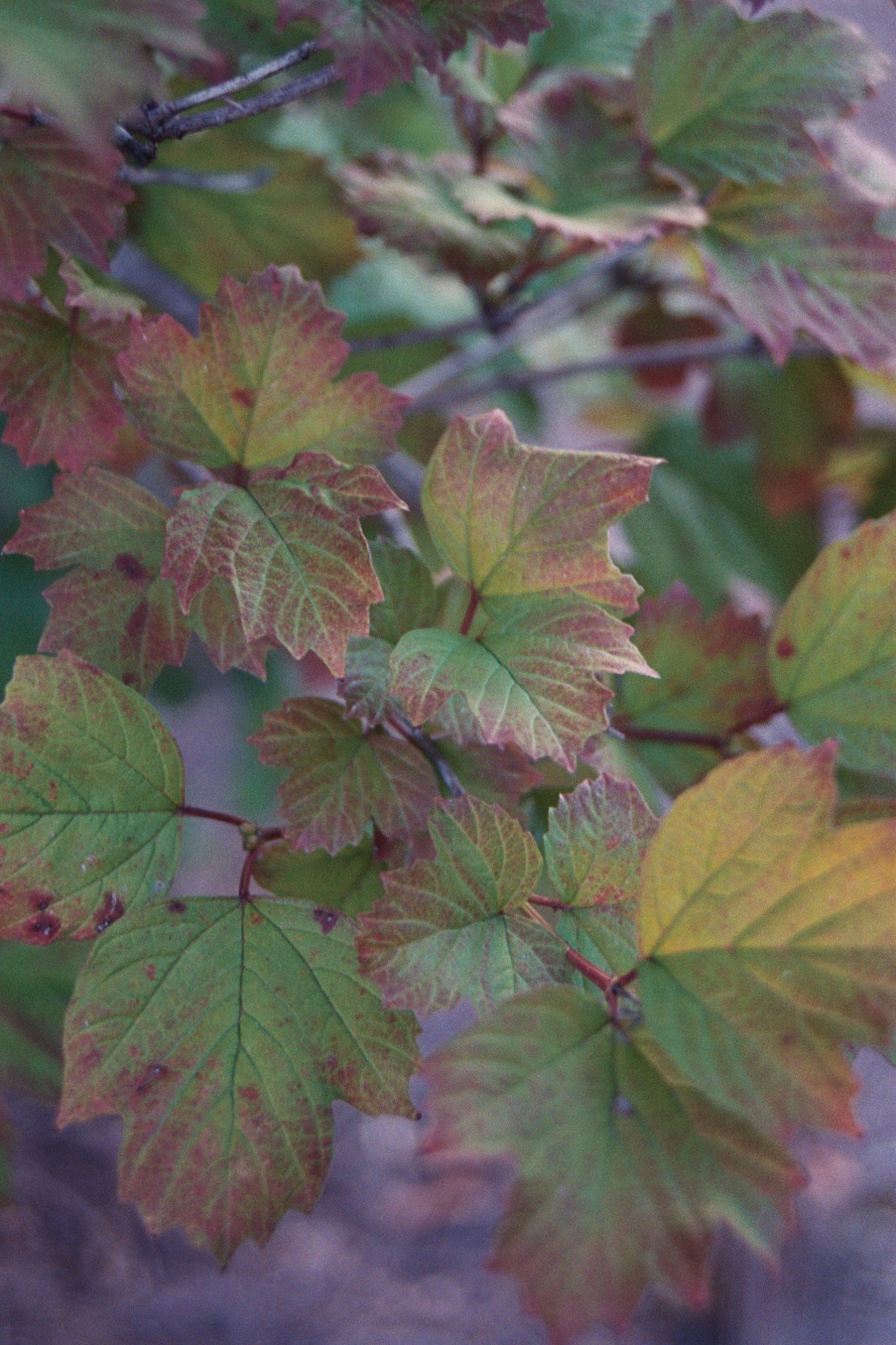 leaves
