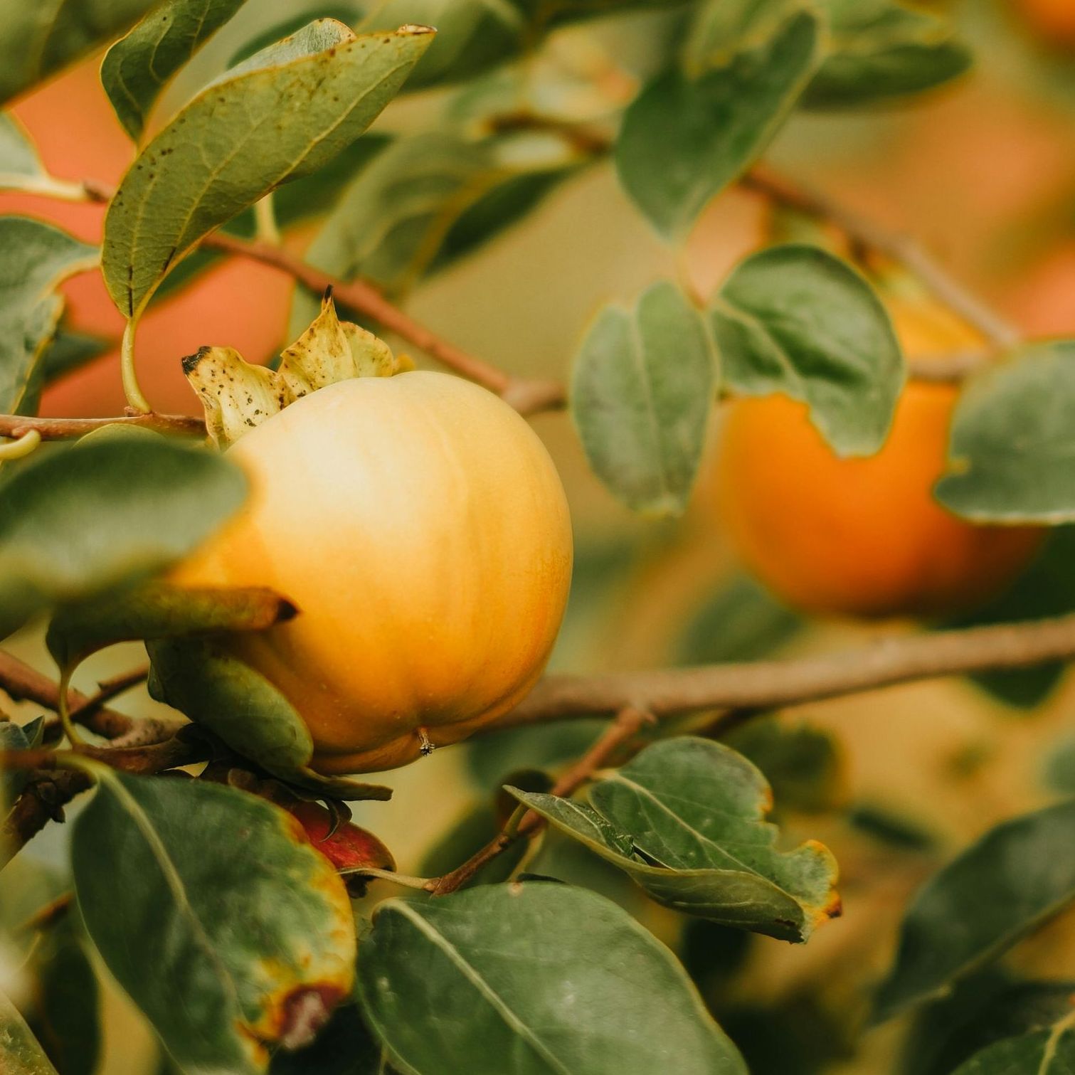 persimmon
