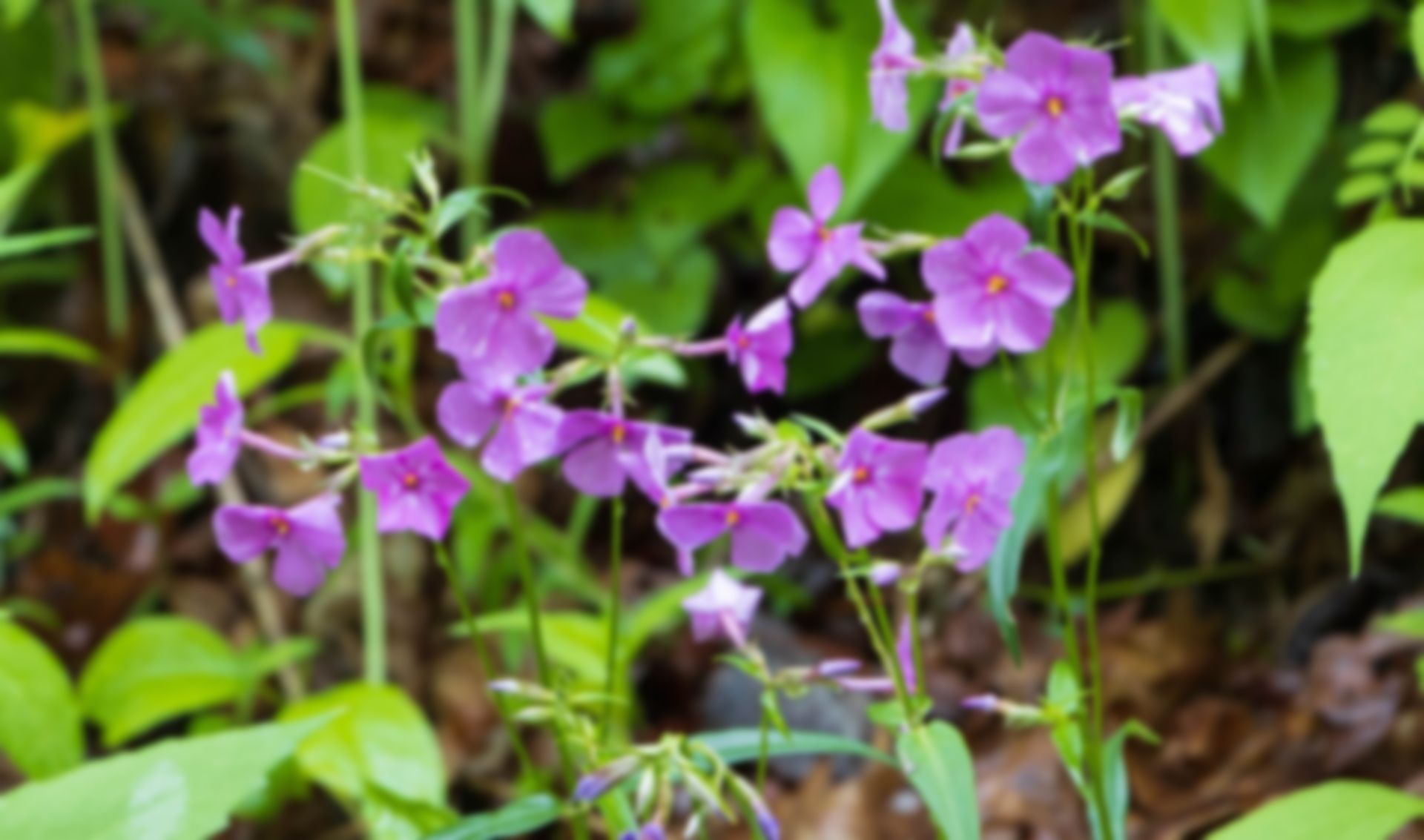 phlox