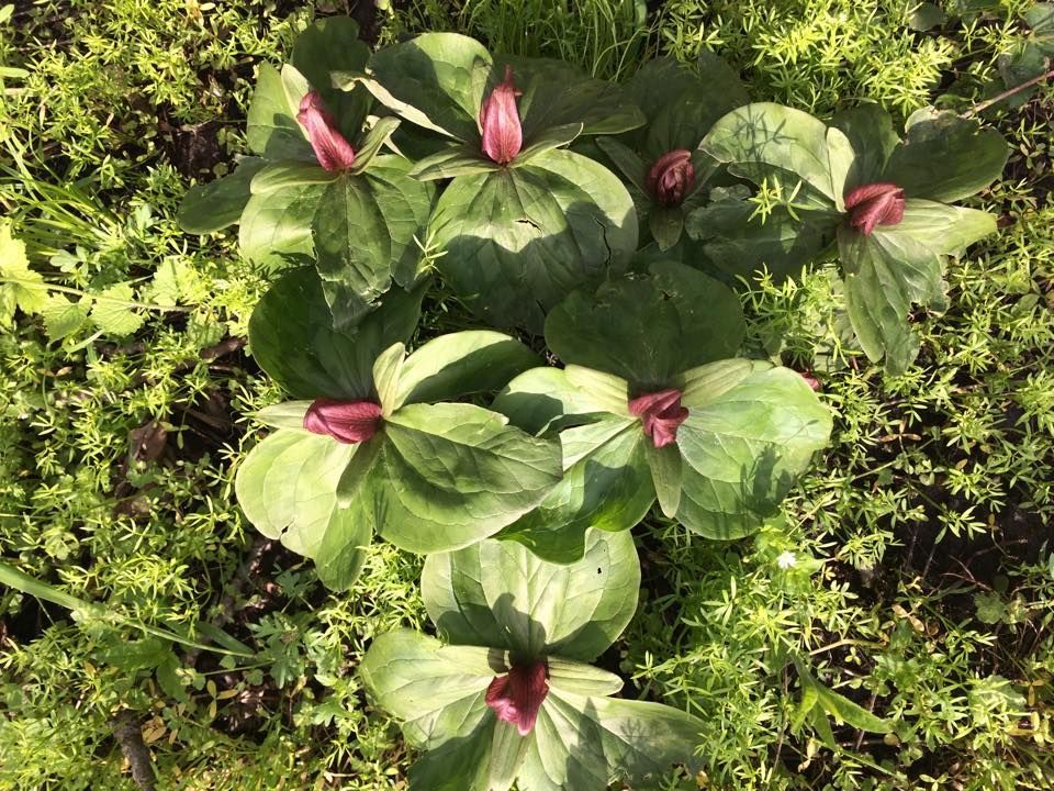 red trillium