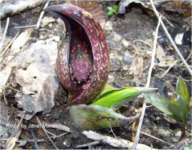 skunk cabbage