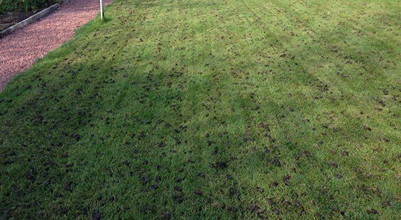 Hollow Core Aeration
