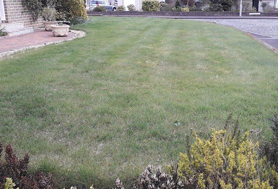 Before lawn restoration