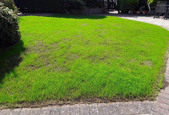 Before lawn restoration