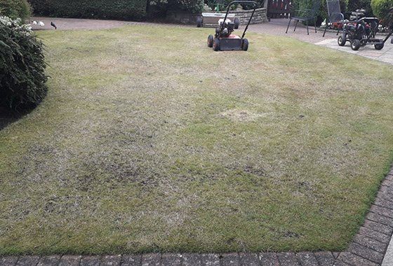 Before lawn restoration