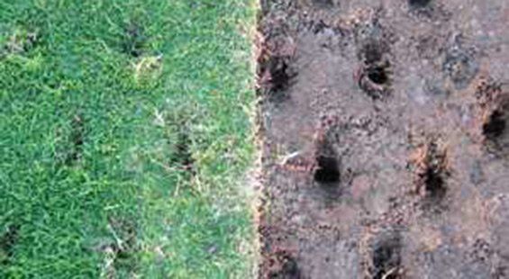Solid Tine Aeration