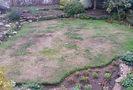 Pro lawn turf before