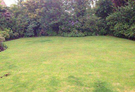 Before lawn turfing