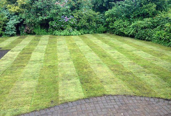 after lawn turfing