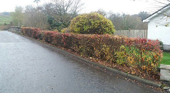 Pro lawn winter garden services