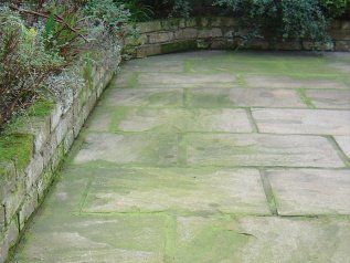 before pro lawn moss and algae control