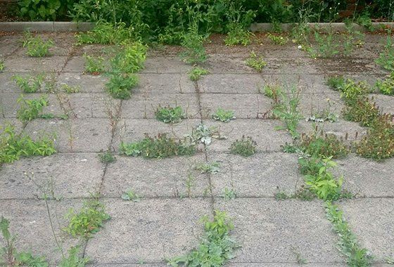 Before Lawn weed control