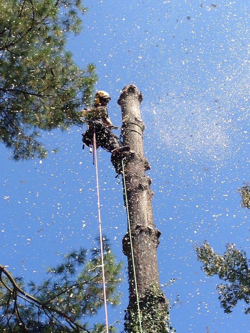 Worker atop a tall tree trunk against a blue sky, using a rope while trimming branches