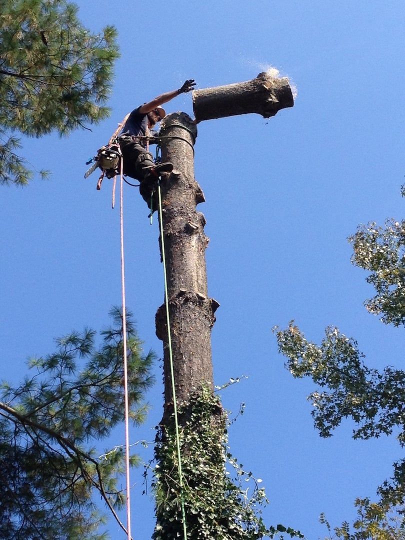 Worker trimming a tall tree trunk with a chainsaw against a blue sky