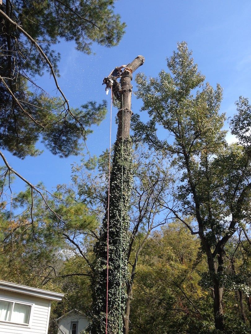 Tall tree trunk with ivy and a cut top in a wooded area under a blue sky