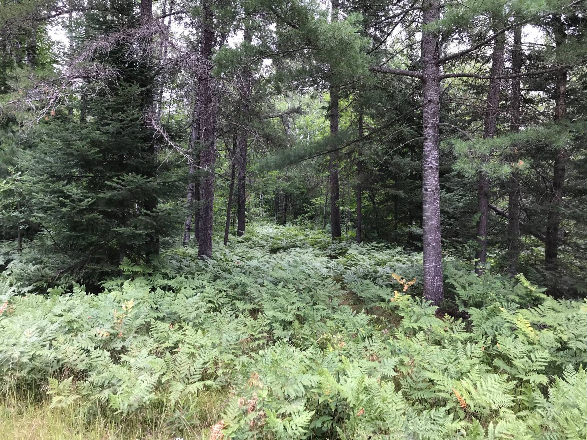 Dense pine forest with green ferns and undergrowth on a misty, overcast day