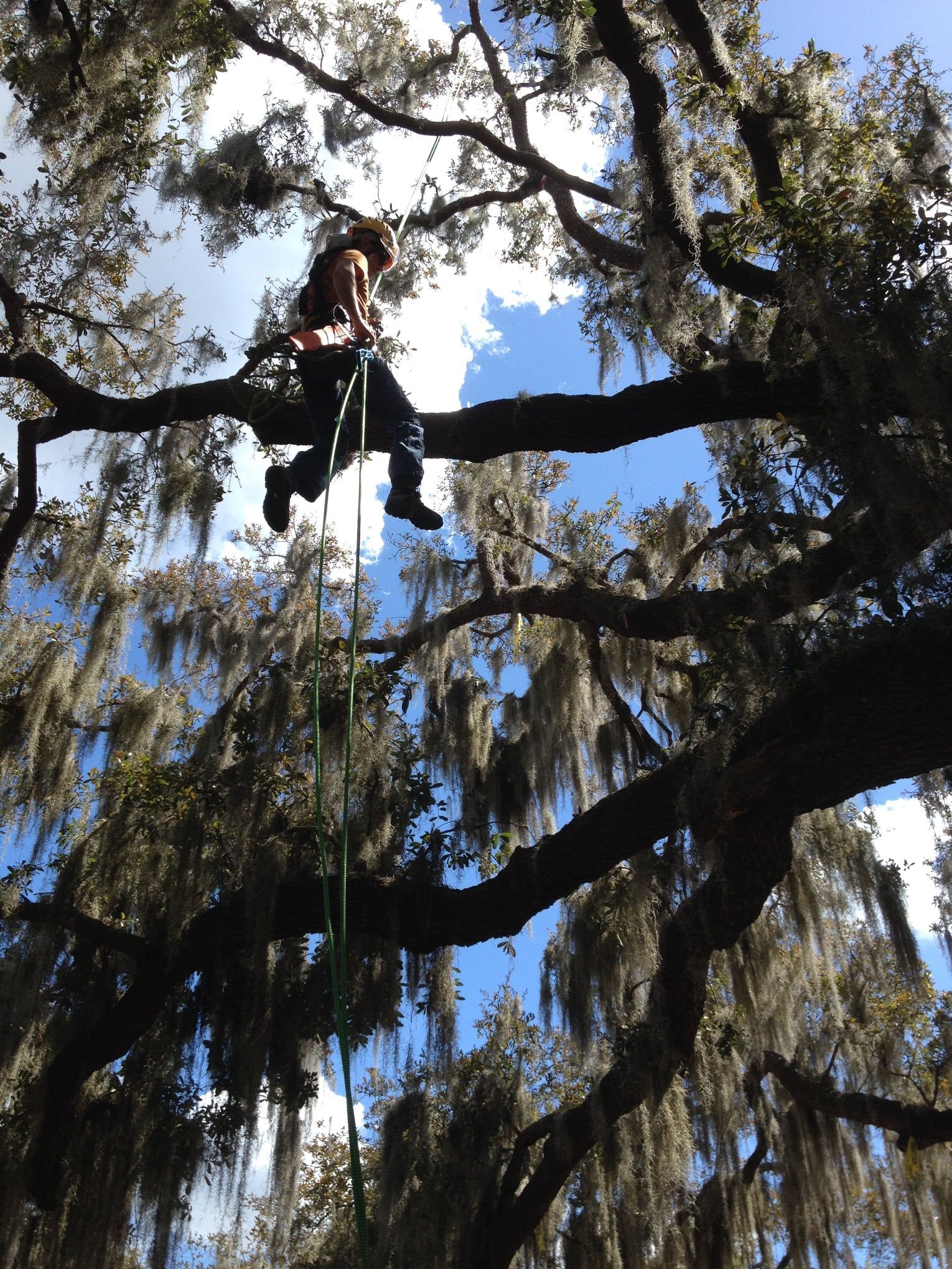 Person climbing a large tree branch draped with Spanish moss against a blue sky