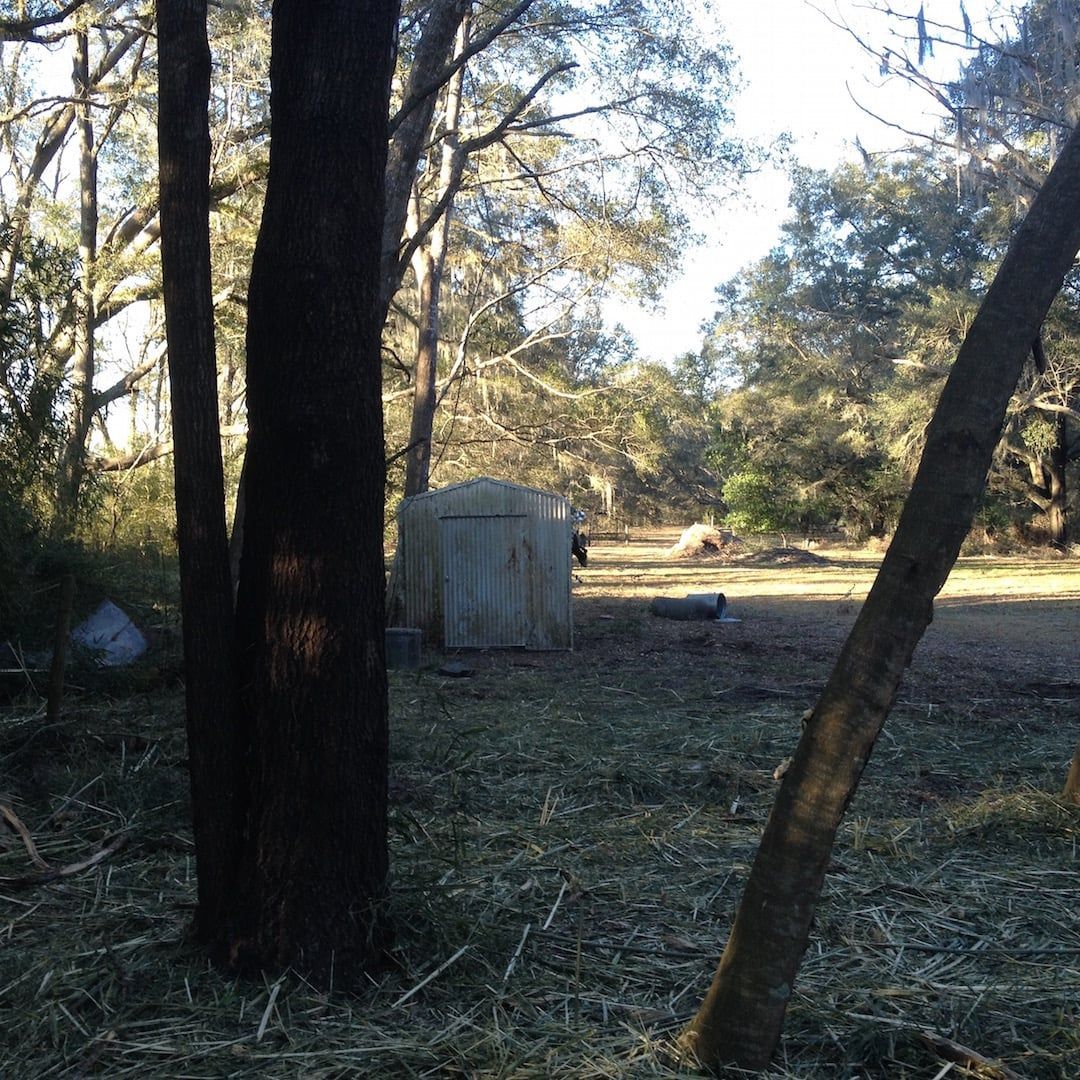Wooded clearing with tall trees and a small shed in the background