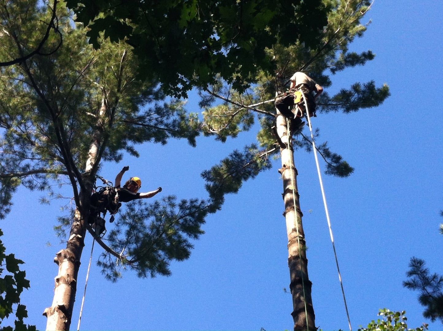 Two arborists in harnesses trimming tall pine trees against a blue sky