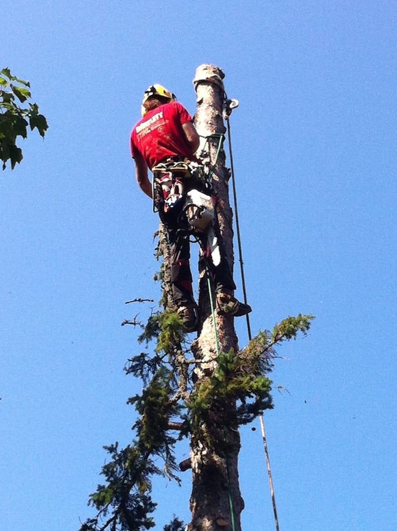 Worker in red gear climbing a tall tree trunk under a blue sky