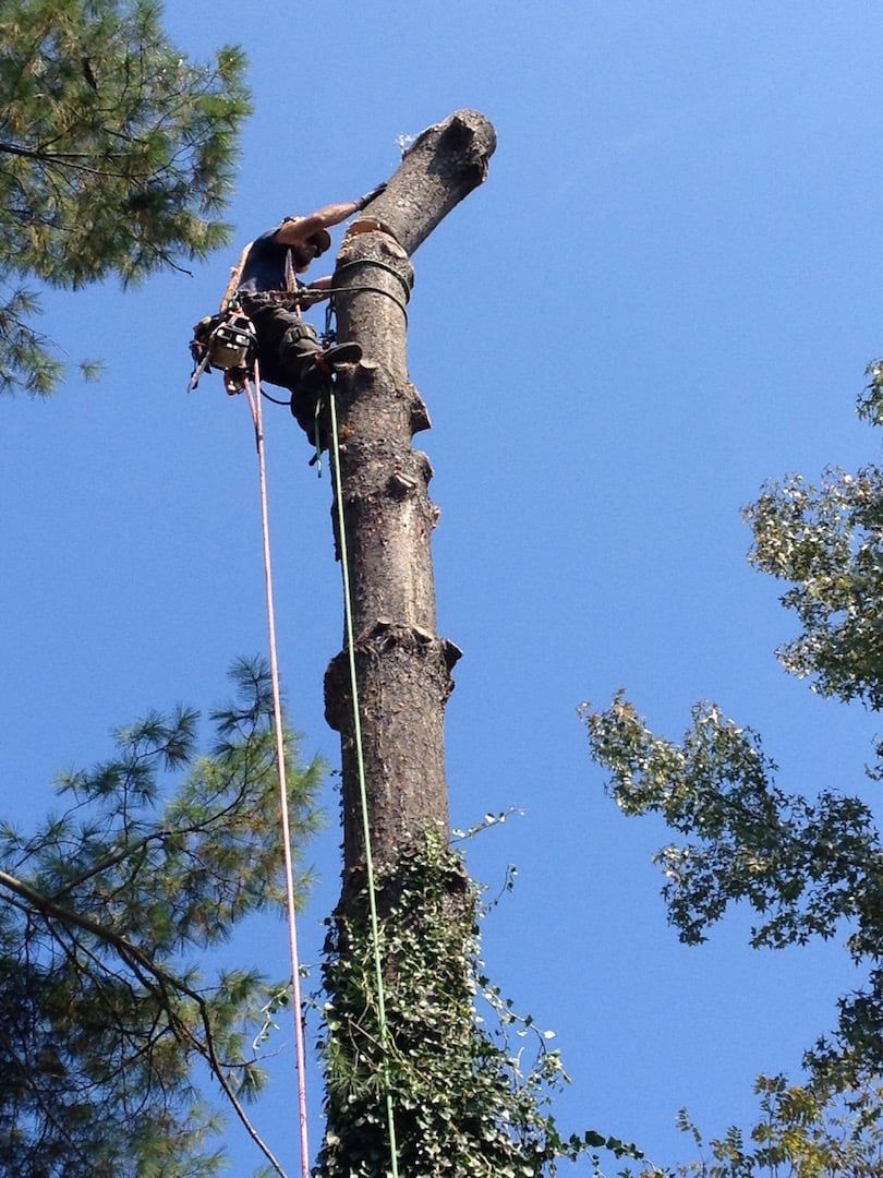 Tree worker cutting the top of a tall tree with a chainsaw, ropes hanging down against a blue sky.