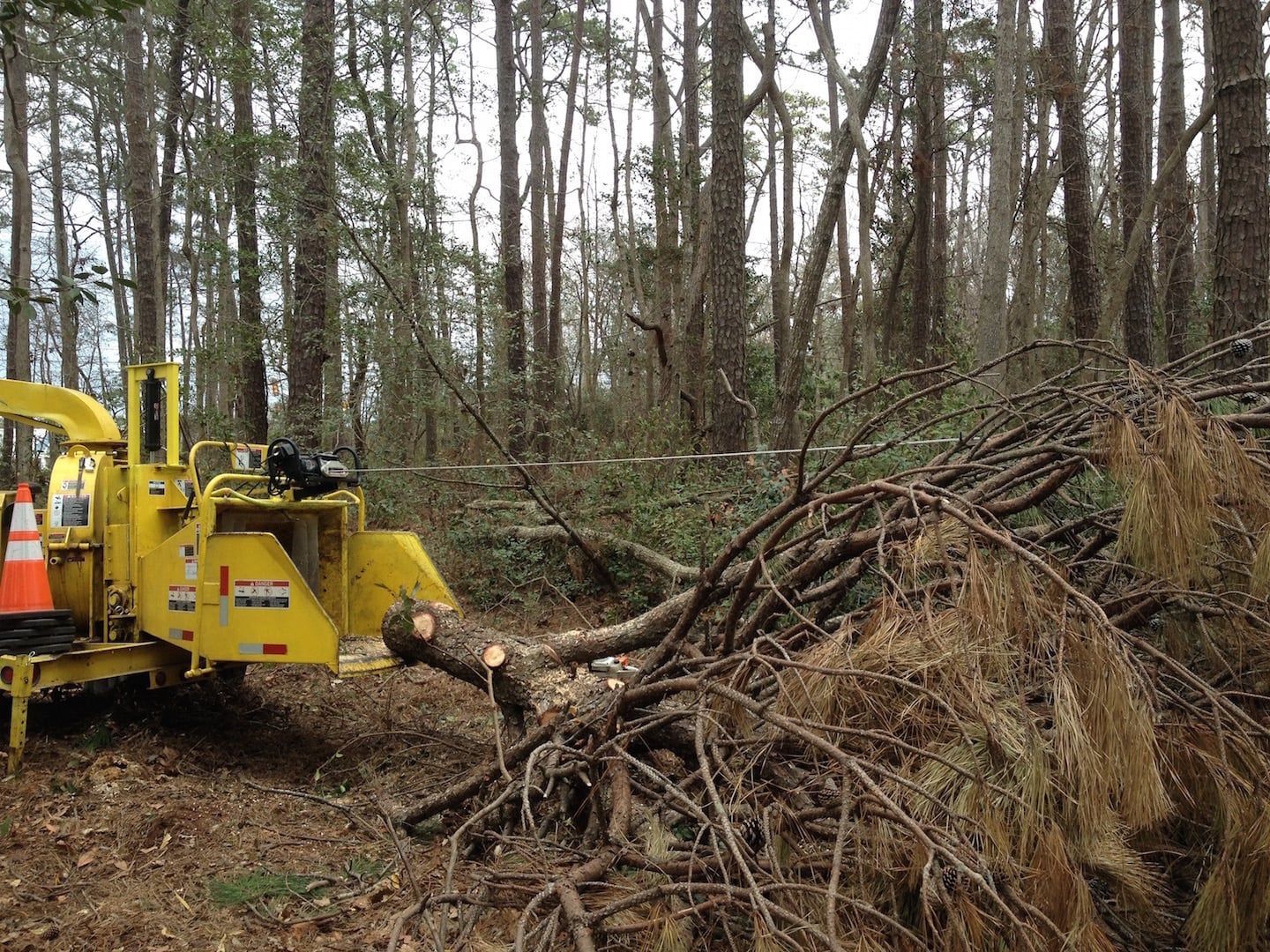 Yellow logging machine pulling a fallen tree in a wooded area