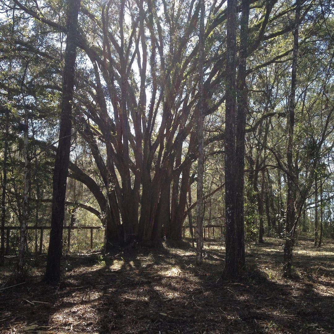 Sunlit forest with a large multi-trunk tree at the center and tall trees around it